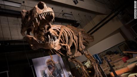 Meet & # 39;  Scotty, & # 39;  The largest tyrannosaurus ever discovered