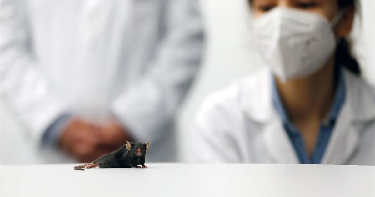 German scientists make paralyzed mice walk again