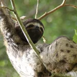 Citiți ce animale înșarță și care nu – sunt câteva